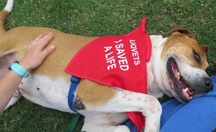 Hero dogs help save lives Hero dogs help save lives